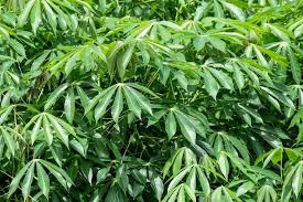 Feuilles de manioc