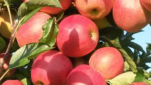 Pommes Bio